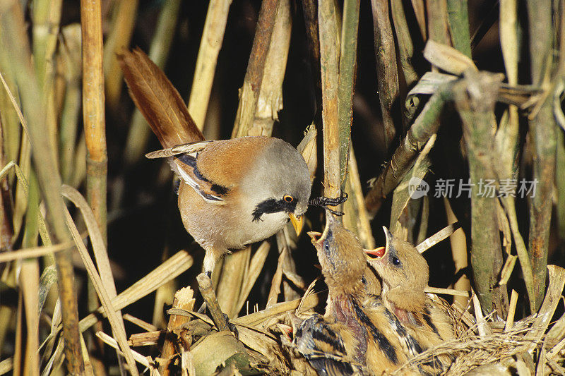 巢中有须芦苇(Panurus biarmicus)